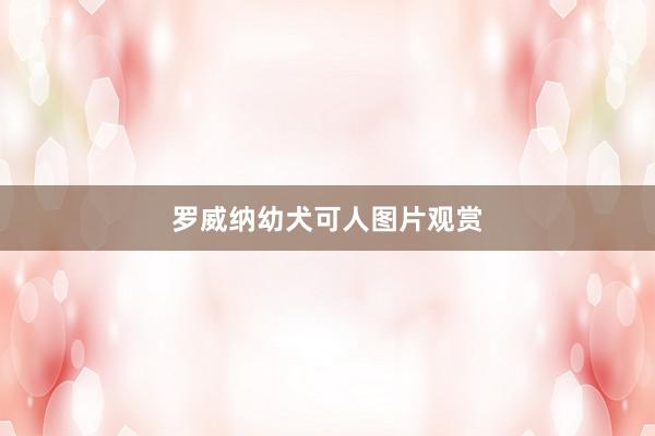 罗威纳幼犬可人图片观赏
