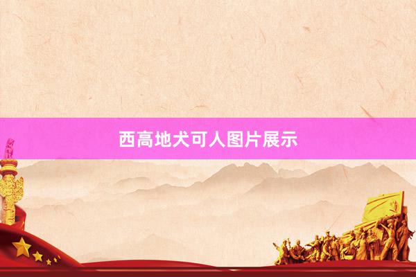 西高地犬可人图片展示